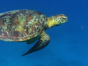 Green turtle taken off Lady Elliot Island, Australia by Don Bruschera 